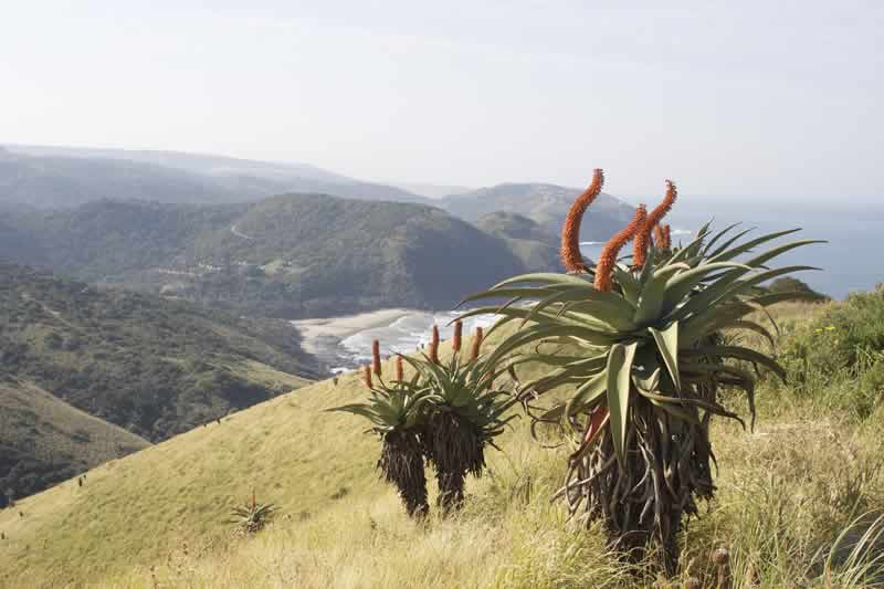 Silaka Nature Reserve transkei wild coast fishing eco accommodation south africa eastern cape infinite tech services(3)