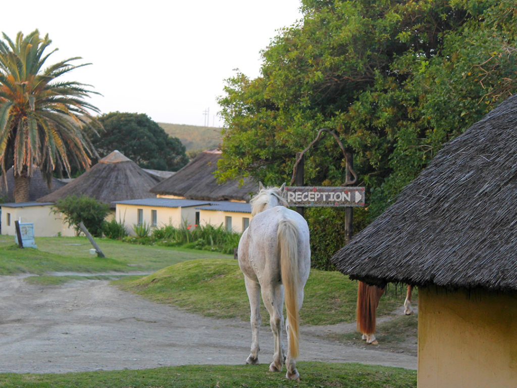 The Haven Hotel Wild coast accommodation the Transkei fishing south Africa eastern cape the best activities holiday beaches (16)